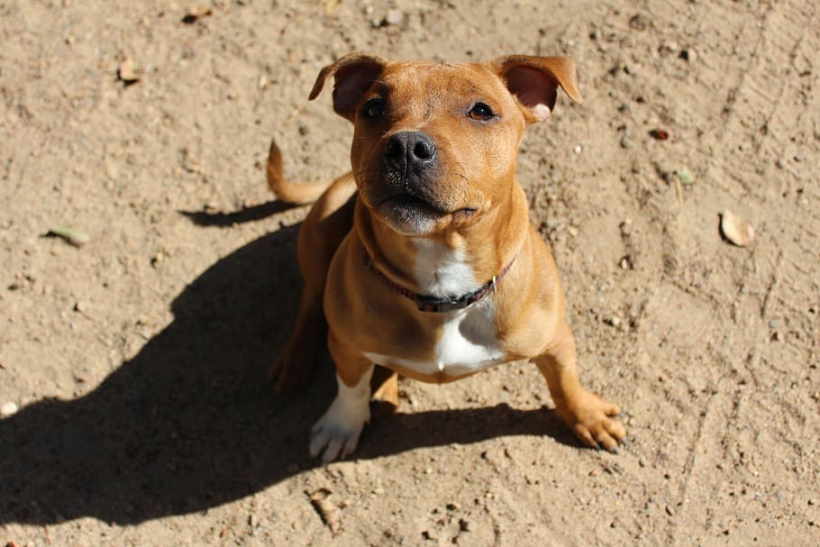 Puppy, Dog, Staffy, Brown, doggy, adorable, domestic, breed