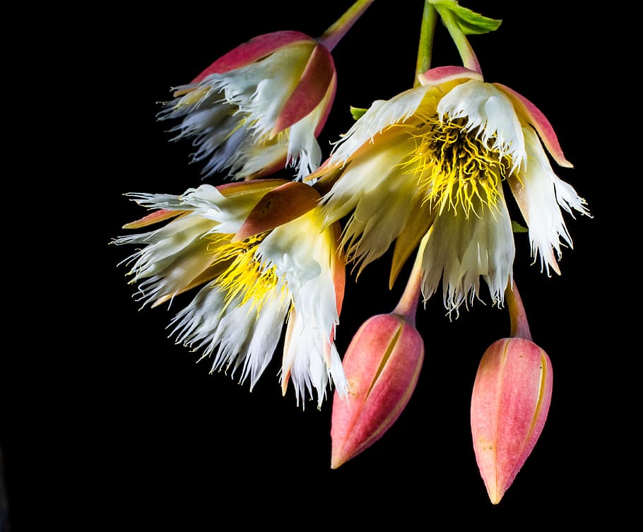 orange and yellow petaled flowers, blossom, bloom, white, flowering twig HD wallpaper