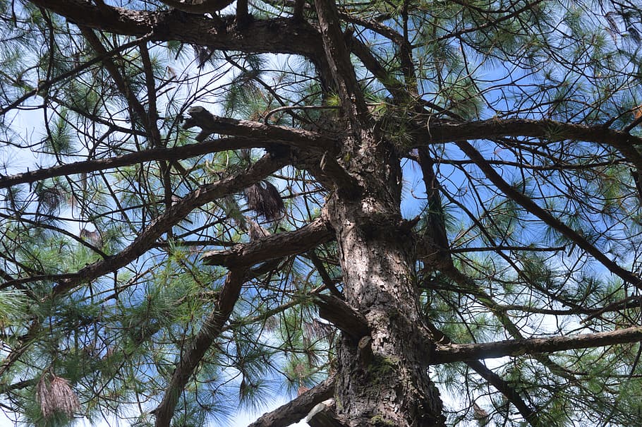 pine tree, nature, branch, plant, growth, low angle view, tranquility HD wallpaper