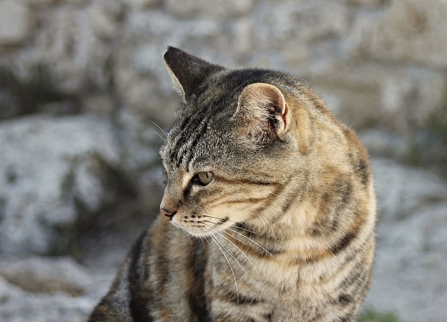 depth of field photo of brown tabby cat, head, portrait, cat face HD wallpaper