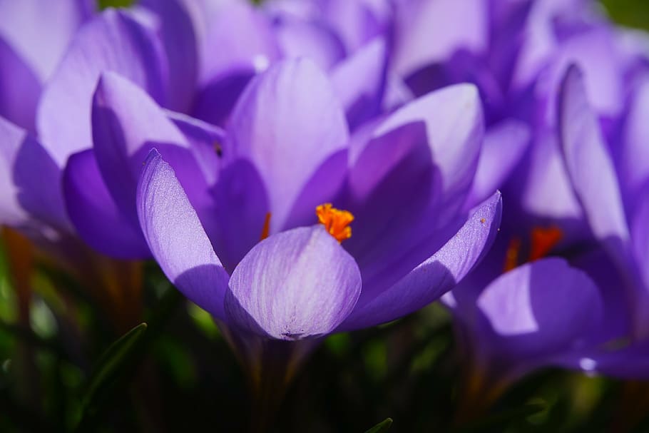 crocus, flower, spring, bühen, purple, blossom, bloom, spring flower HD wallpaper