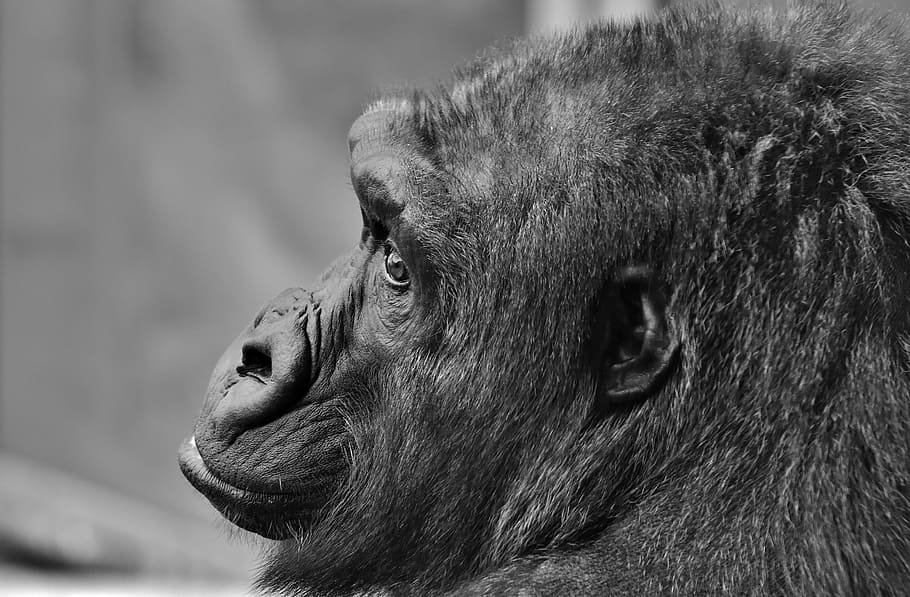 grayscale photo of chimpanzee, gorilla, monkey, animal, furry HD wallpaper