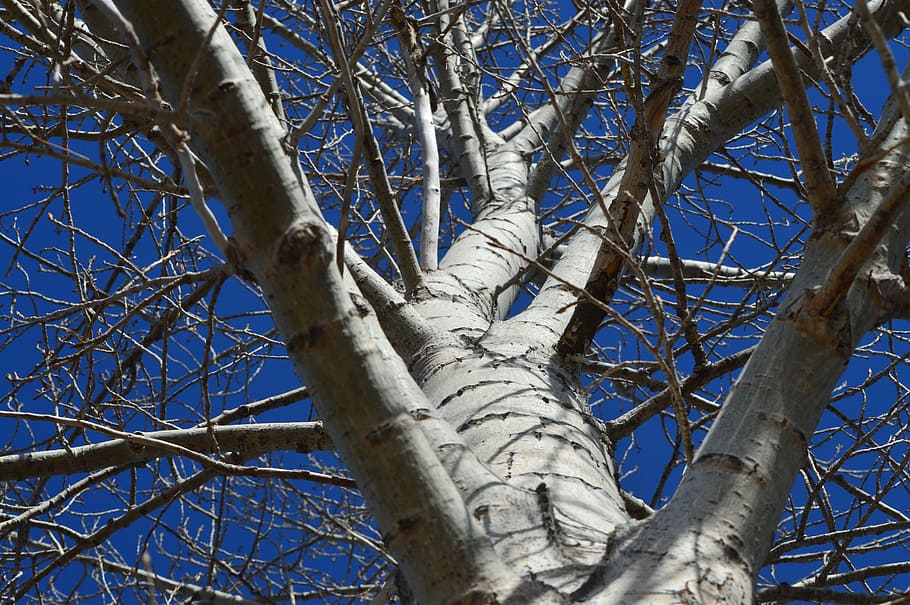 Tree, Perspective, Nature, Blue Sky, forest, woods, angle, environment HD wallpaper