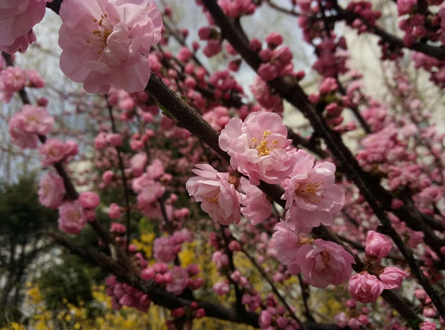spring, school, yan, flowering plant, fragility, growth, freshness HD wallpaper