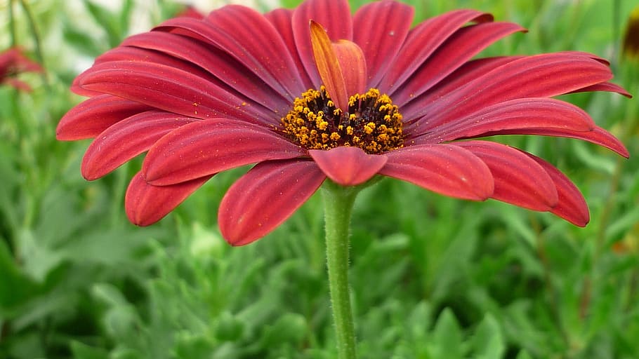 flower, composites, blossom, bloom, dark red, flower garden HD wallpaper