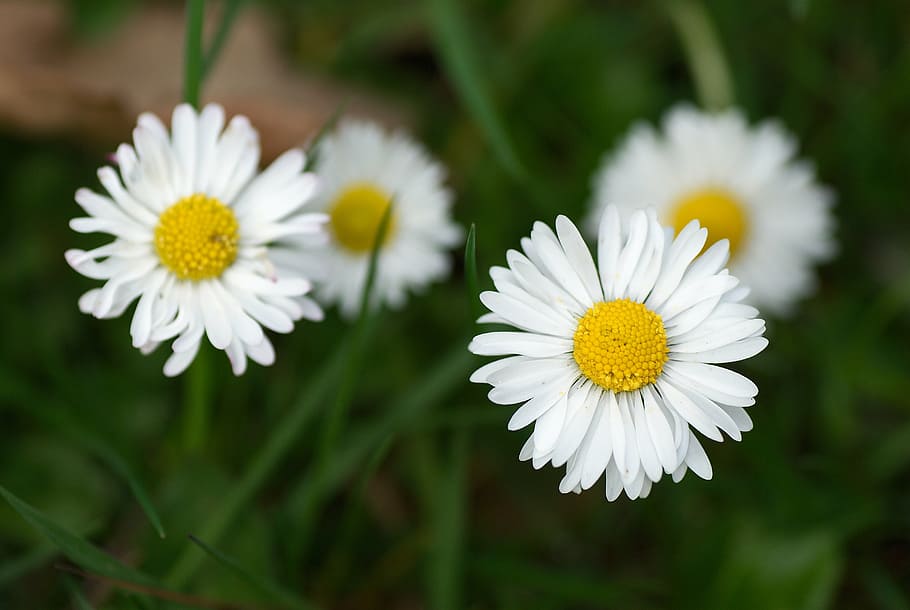 daisy, macro, meadow, summer, garden, outdoor, nahaufmahme HD wallpaper