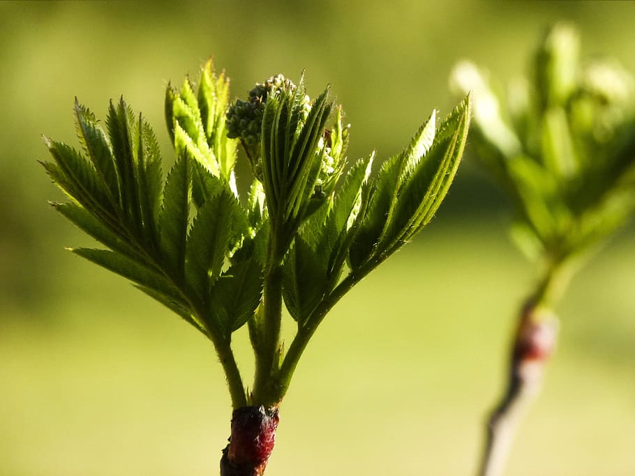 rowan tree, bud, leaves, close-up, branch, nature, plant, green color HD wallpaper