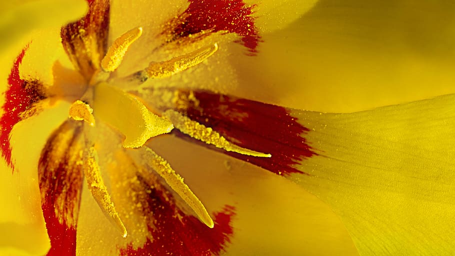 tulip, flower, spring, macro, onion flower, photos, yellow HD wallpaper