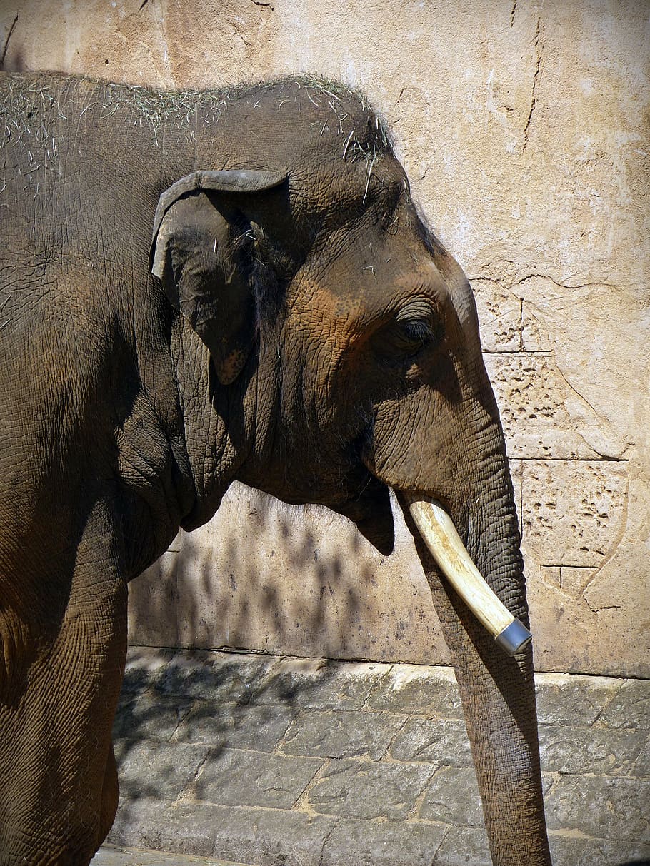 brown elephant, elephant head, proboscis, memory, tusk, animal HD wallpaper