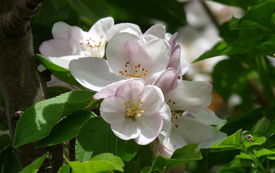 apple, blossom, tree, orchard, flower, flowering plant, beauty in nature HD wallpaper