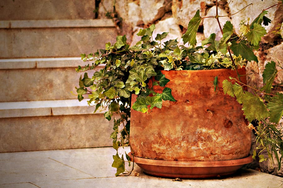plant, tile, yard, stair, mood, potted flower, mediterranean HD wallpaper
