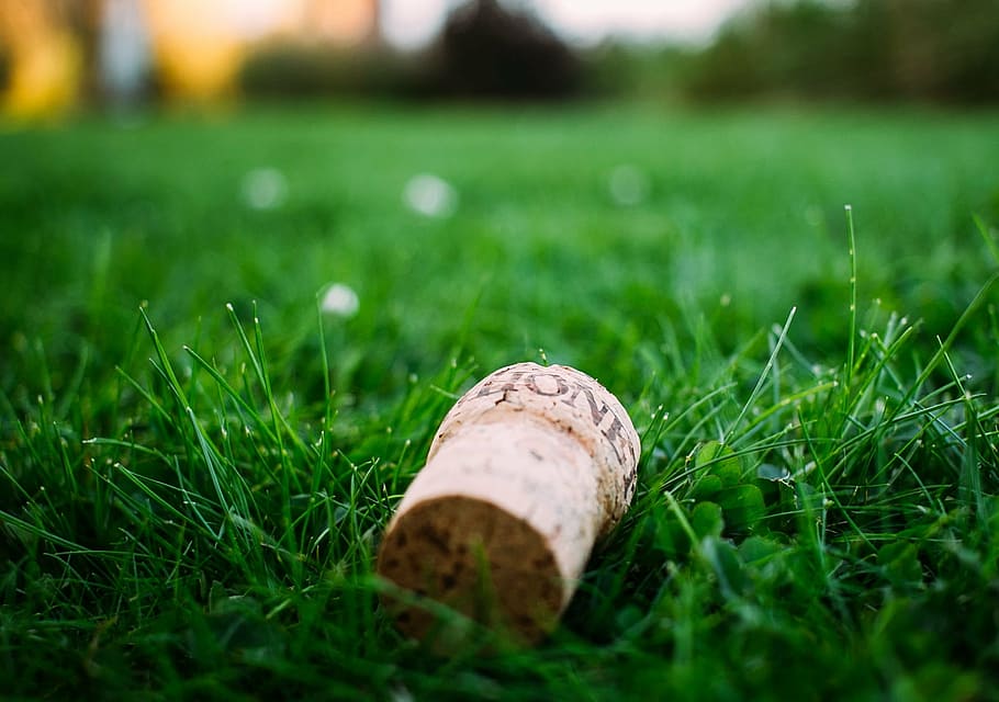 blur, close-up, cork, environment, fall, field, focus, grass HD wallpaper
