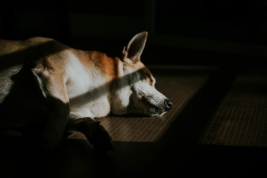 brown dog lying on floor with sunrays, tan and white corgi sleeping in dark room HD wallpaper
