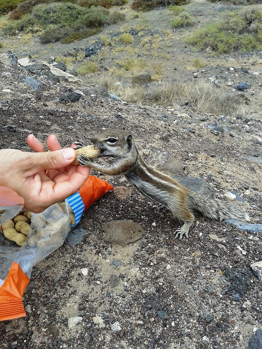 Squirrel, Squirrel Eating From Hands, squirrel with peanut HD wallpaper