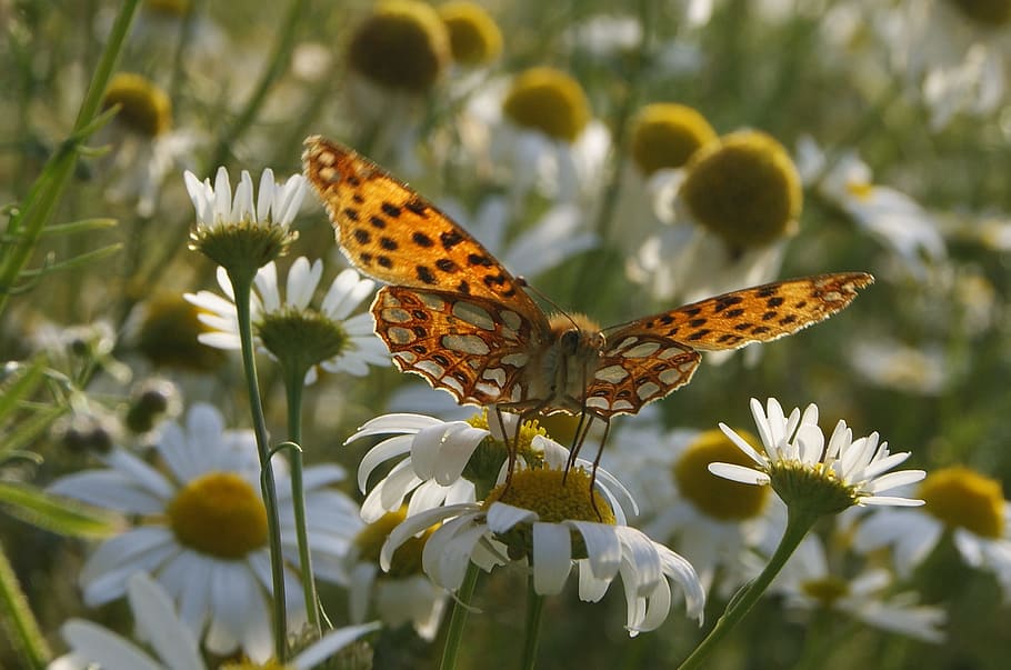 Butterfly, Insect, Macro, Nature, Orange, wings, butterfly - Insect HD wallpaper