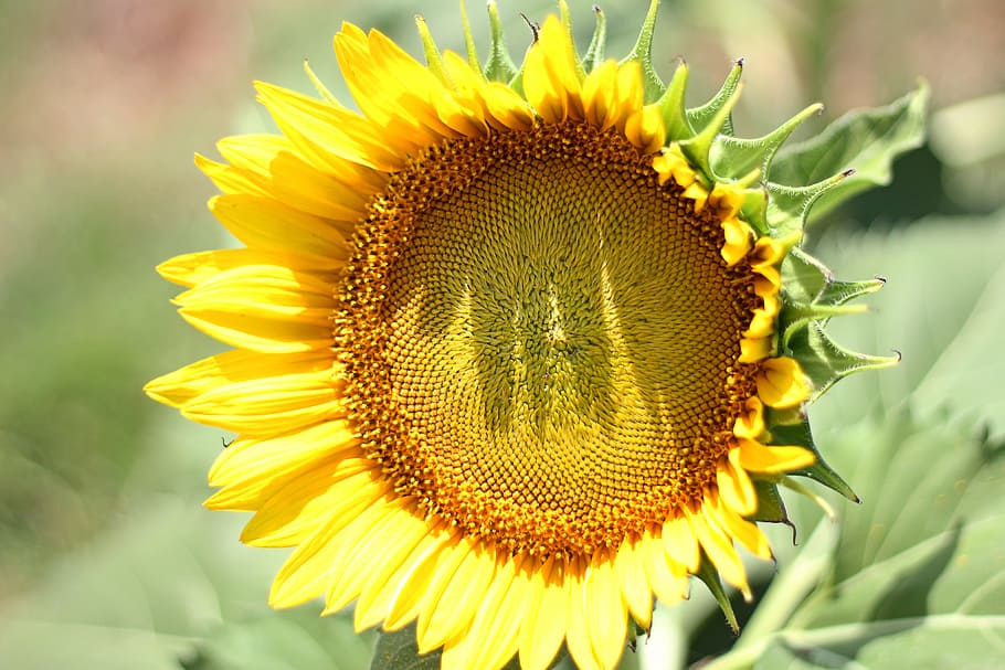 yellow sunflower, sunflower, close up photography, nature, summer HD wallpaper