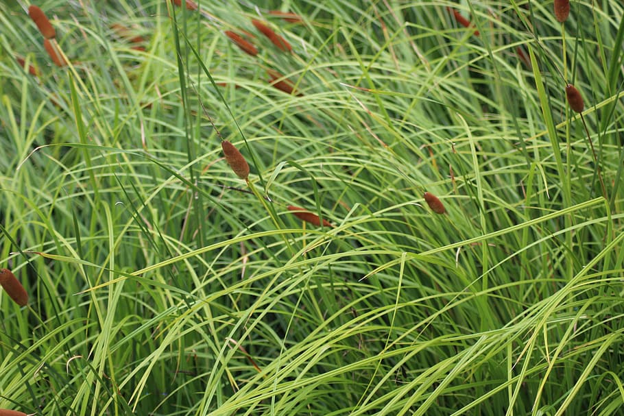 grass, nature, a grass, straws, blades of grass, plant, meadow HD wallpaper