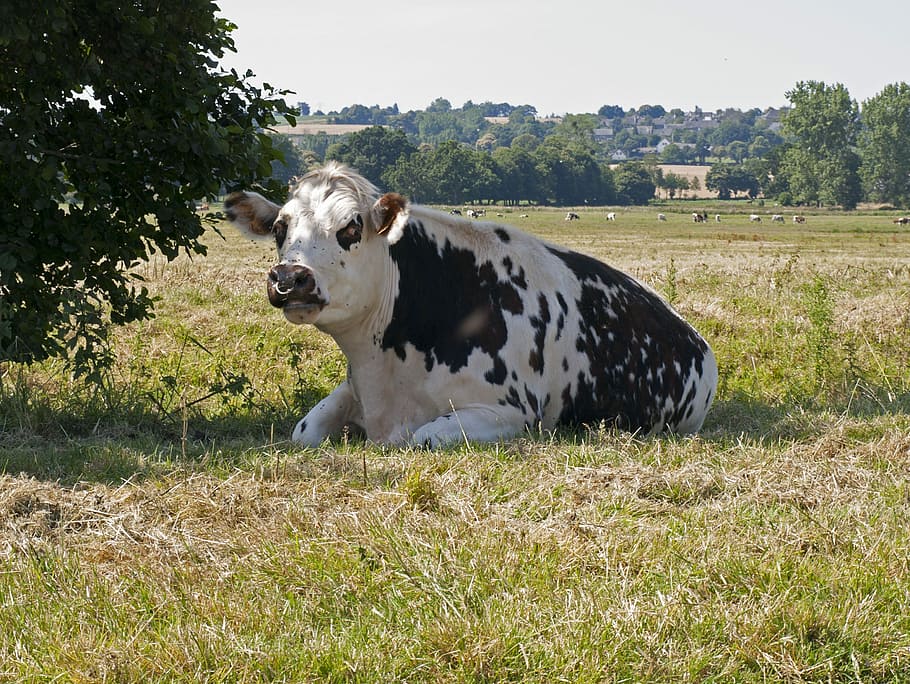 Cow, Normandy, Breeding, Field, Milk, sun, dog, one animal HD wallpaper