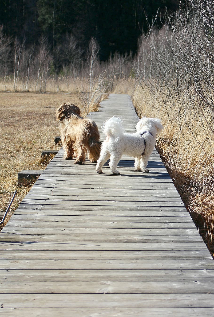dogs, away, web, path, pets, together, mammal, domestic, domestic animals HD wallpaper