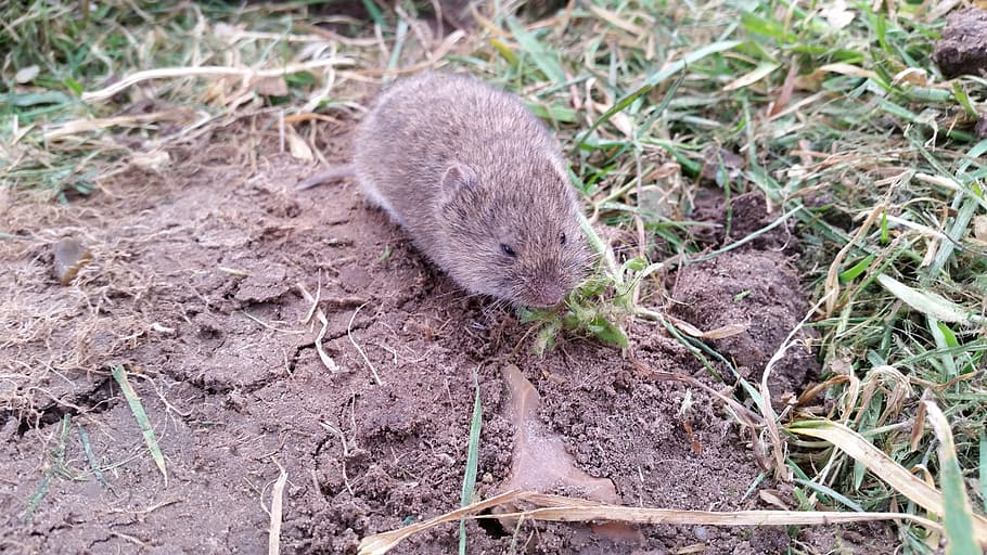 vole, nager, mouse, rodent, animal, field, animal themes, one animal HD wallpaper