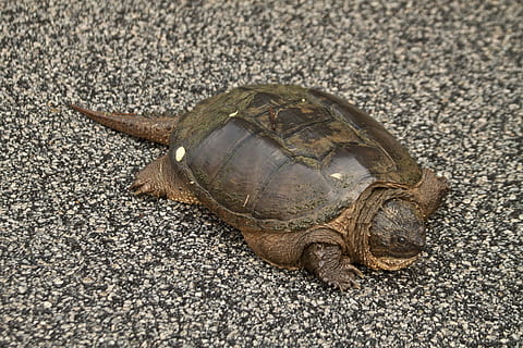 snapping turtle, chelydra serpentina, animal, wildlife, shell HD wallpaper