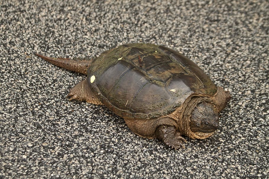 snapping turtle, chelydra serpentina, animal, wildlife, shell HD wallpaper