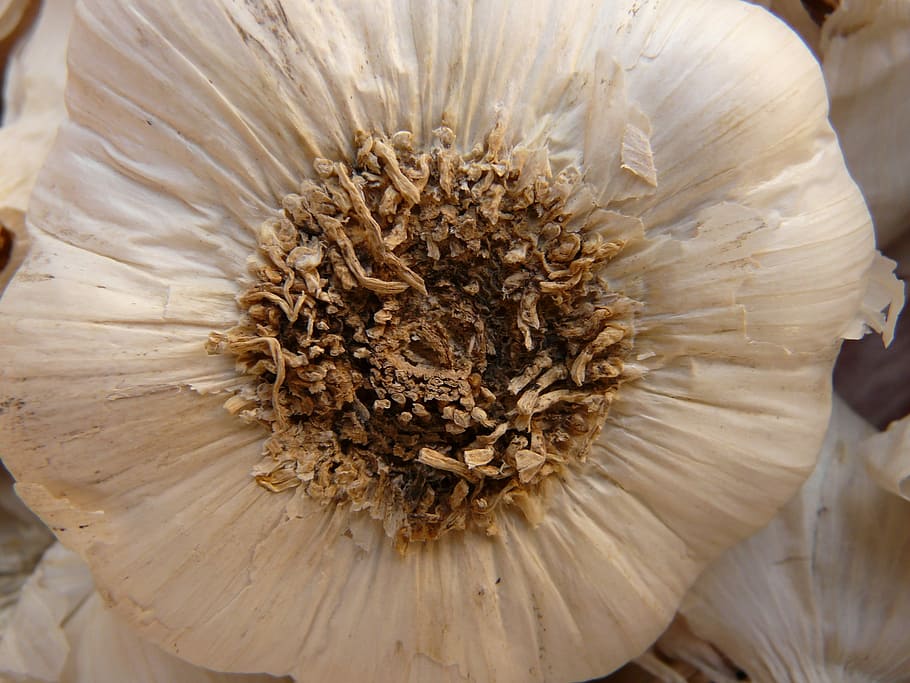 Garlic, Sharp, Aromatic, Tuber, substantial, smell, medicinal plant HD wallpaper