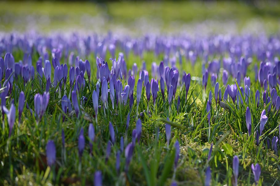 crocus, flowers, nature, spring, garden, violet, purple, close HD wallpaper