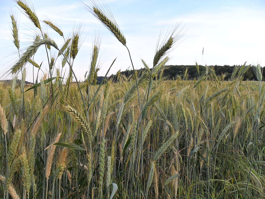 Wheat Field, Spike, wheat spike, landscape, cereals, grain HD wallpaper