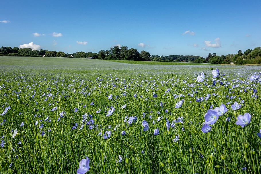 fields, lin, normandy, france, flower, blue, sky, nature, plants HD wallpaper