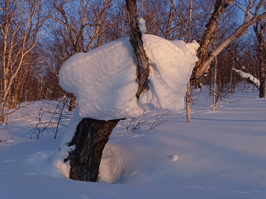 forest, snowdrift, snow cap, tree, birch, winter, coldly, nature HD wallpaper