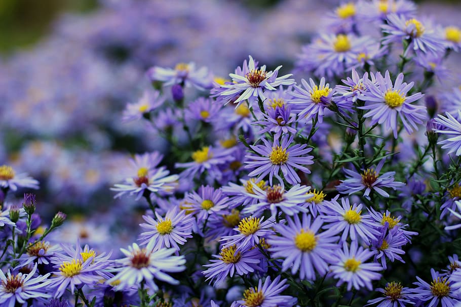 herbstaster, aster dumosus, flower, asters, violet, purple flower HD wallpaper