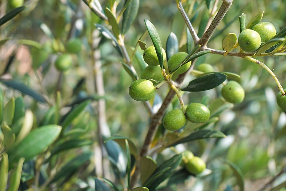 close-up photo of green fruits, Olives, Olive Tree, Olive Branch