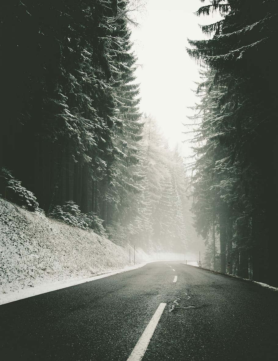 foggy road near trees, foggy road surrounded by trees, snow, pine tree HD wallpaper