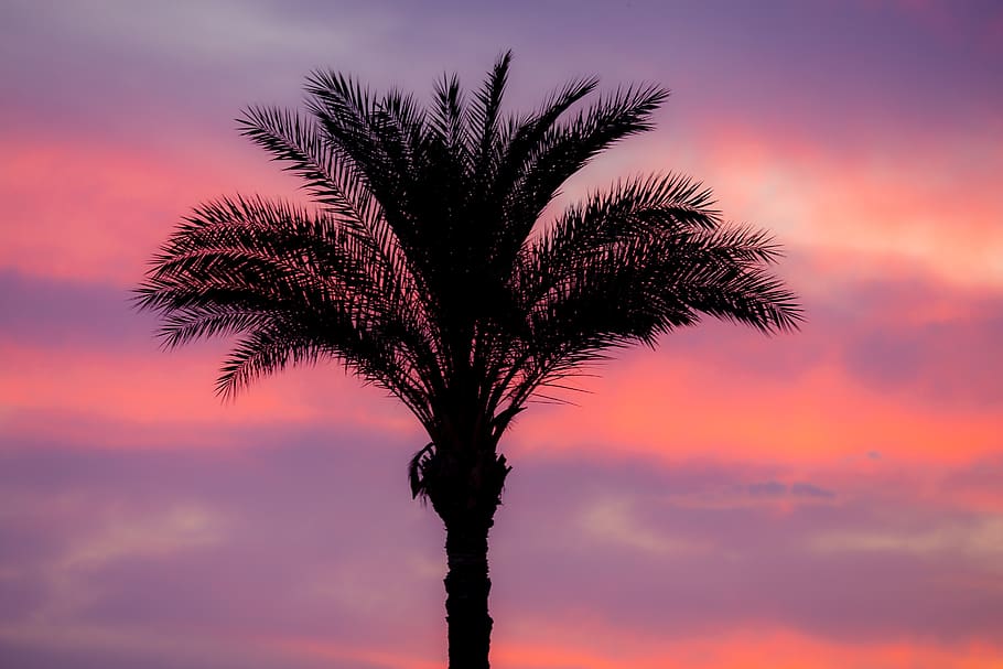 palm, sunset, romance, mood, sky, tree, tropical climate, plant HD wallpaper