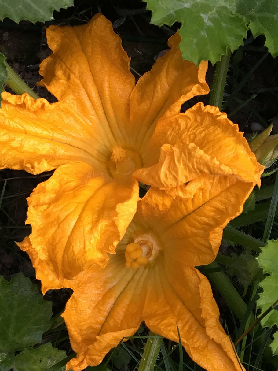 flower, flowers, yellow, zucchini flower, spring, courgette