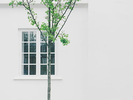 green leafed tree beside white concrete building with glass window, green leaf plant in front of the window HD wallpaper