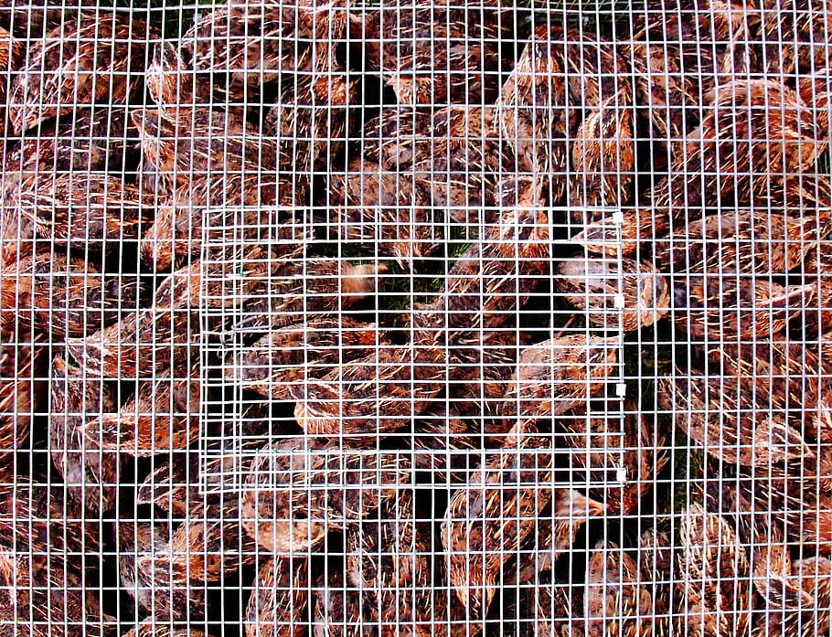 Penned, Caged, Chicken, baby, bird, poultry, farming, food HD wallpaper