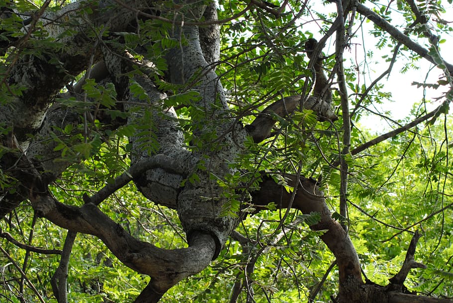 tree, trunk, bark, plant, growth, green color, forest, branch HD wallpaper