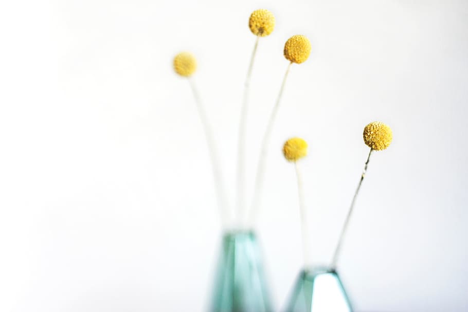 flower, interior, design, plant, freshness, flowering plant HD wallpaper