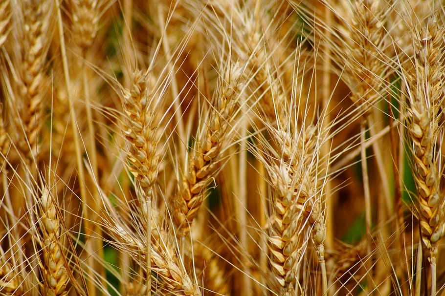 brown wheat close-up photography, fields, cereals, epi, agriculture, HD wallpaper