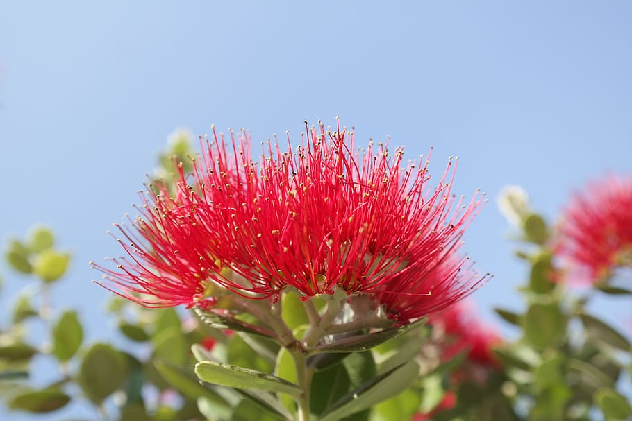 selective focus photography of red flowers, blossom, bloom HD wallpaper
