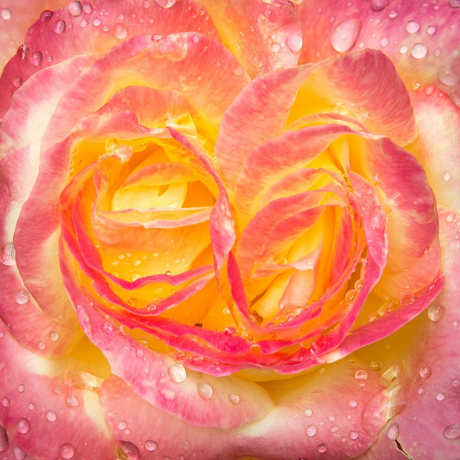 rose, drip, blossom, bloom, water, pullman orient express, rain HD wallpaper