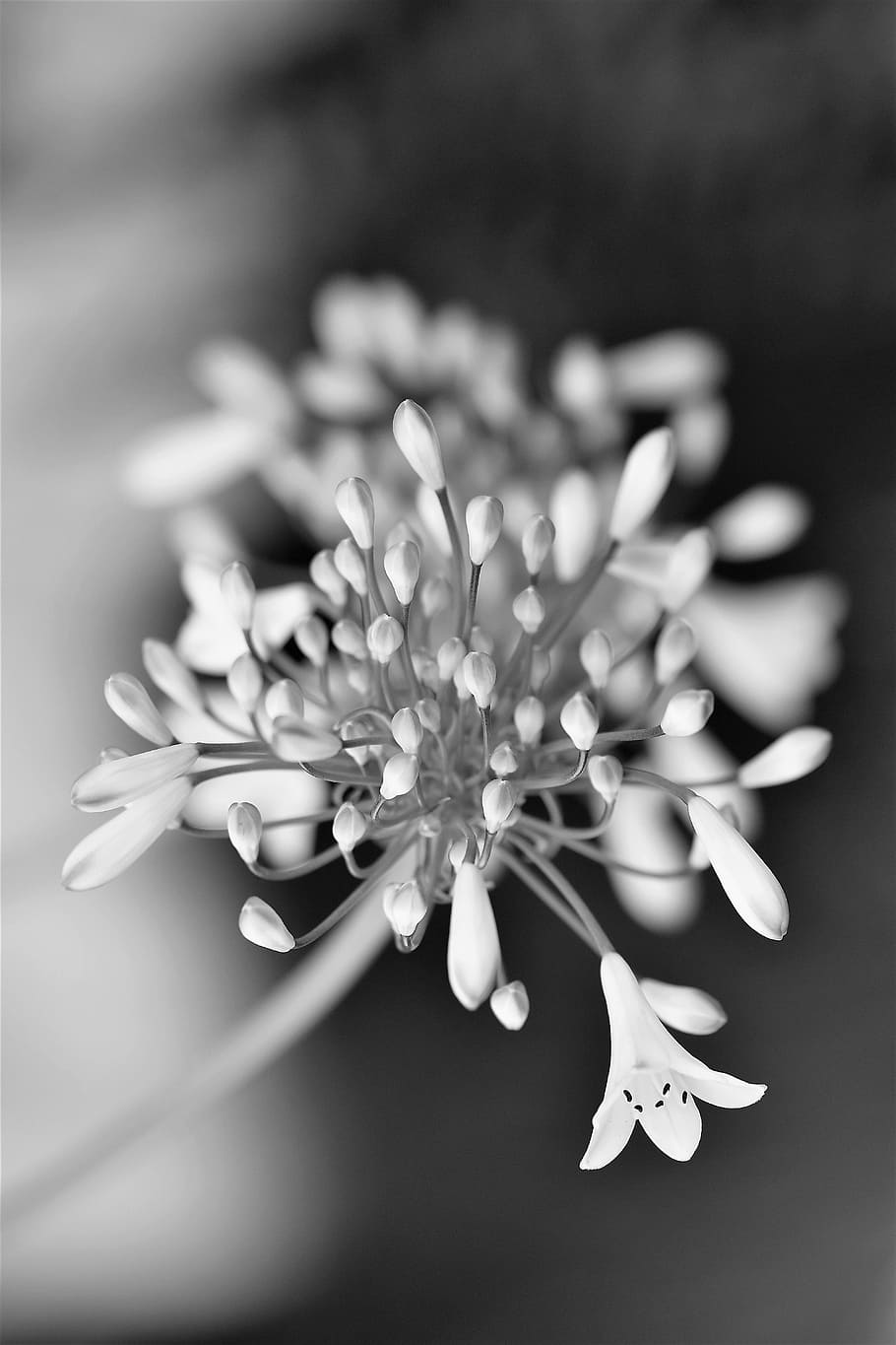 black and white, flower, blossom, bloom, nature, plant, black and white photo, HD wallpaper
