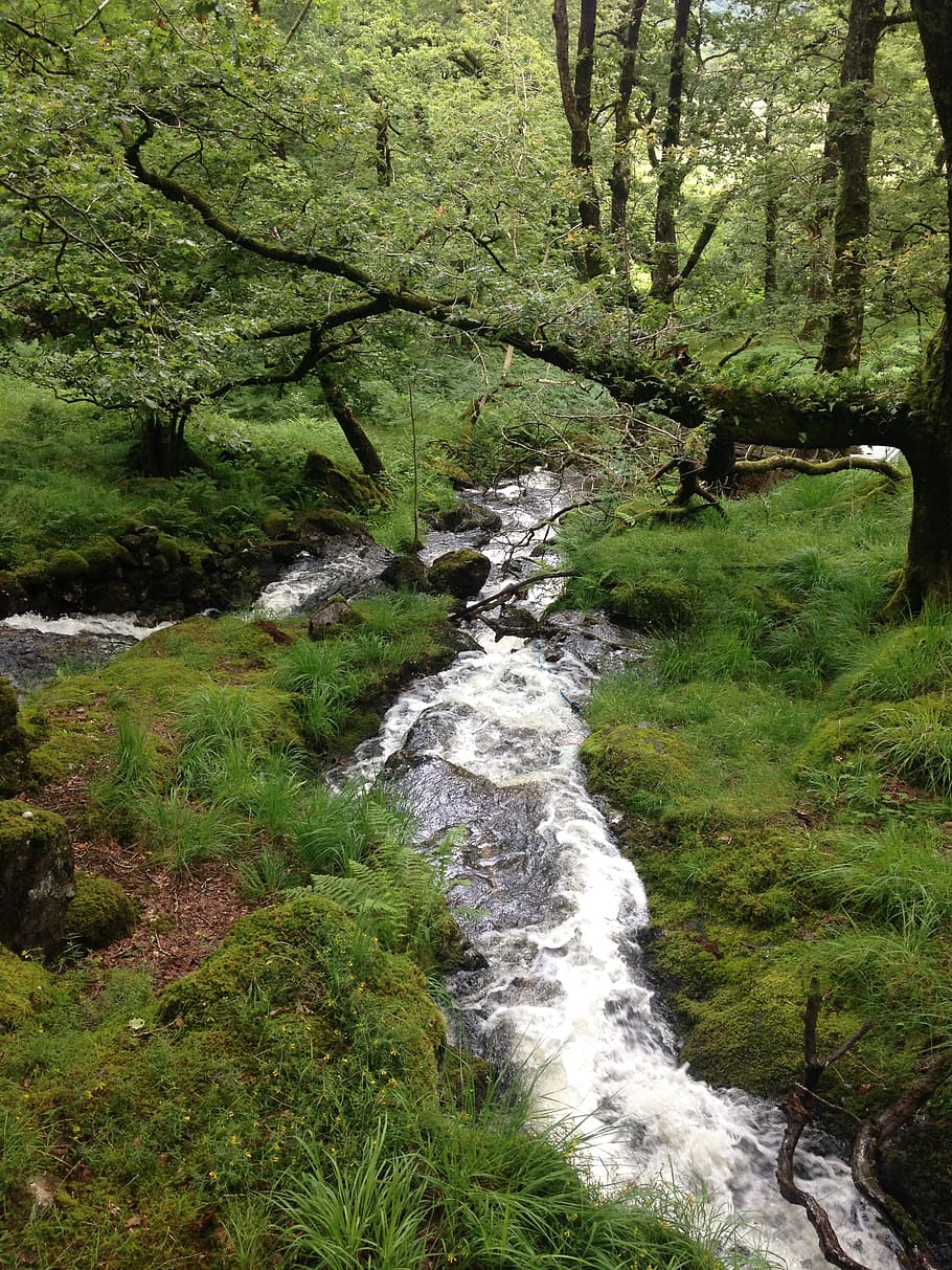 beautiful, rural, waterfall, plant, tree, forest, beauty in nature HD wallpaper
