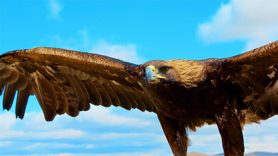 brown and black bald eagle closeup photo, brown soaring wings HD wallpaper