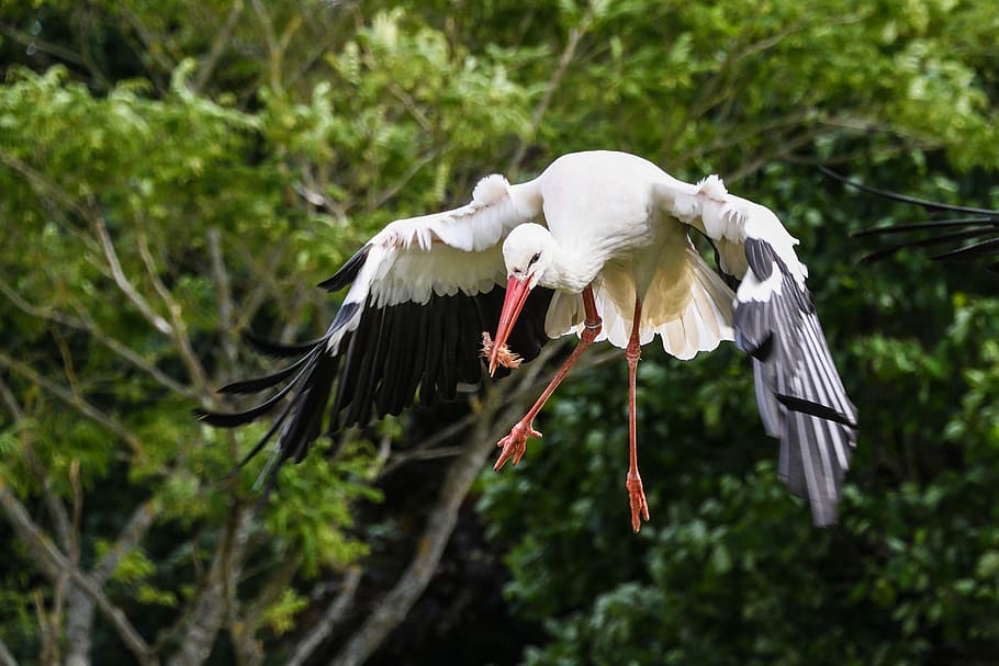 Stork, Fly, Eat, Bird, Flight, green, animals in the wild, animal body part HD wallpaper