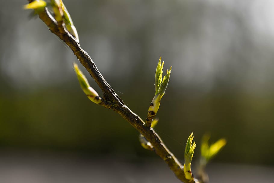 bud, branch, spring, nature, plant, bloom, tree, flower, floral HD wallpaper