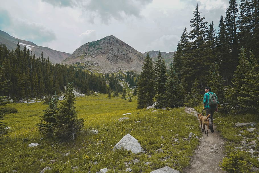 man walking beside pet surrounded with pine trees, man walks with dog on mountain HD wallpaper