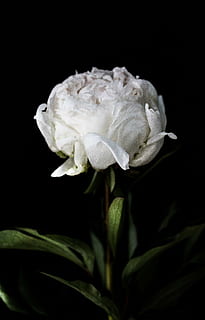 white peony in bloom closeup photography, petaled, flower, dark HD wallpaper